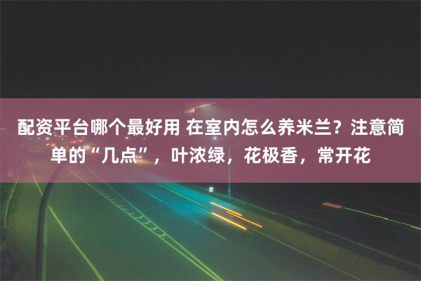 配资平台哪个最好用 在室内怎么养米兰？注意简单的“几点”，叶浓绿，花极香，常开花